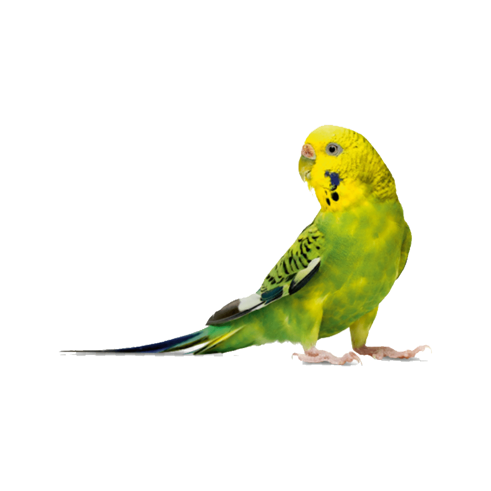 Detail Budgie Png Nomer 11