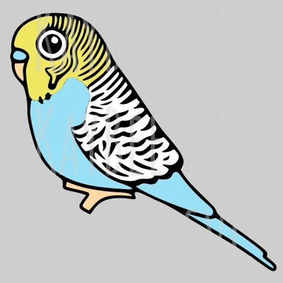 Detail Budgie Png Nomer 14