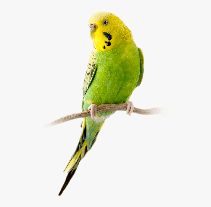 Detail Budgie Png Nomer 2