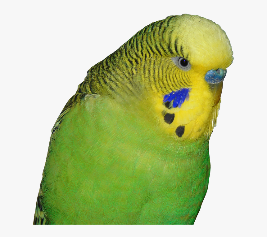 Detail Budgie Png Nomer 16