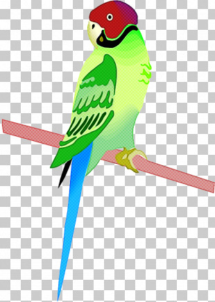 Detail Budgie Png Nomer 18