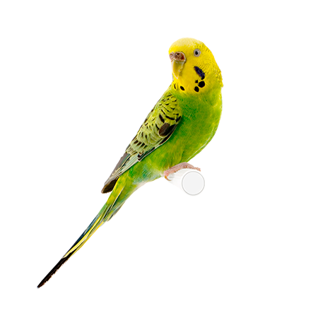 Detail Budgie Png Nomer 3