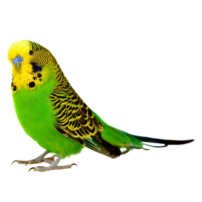 Detail Budgie Png Nomer 4