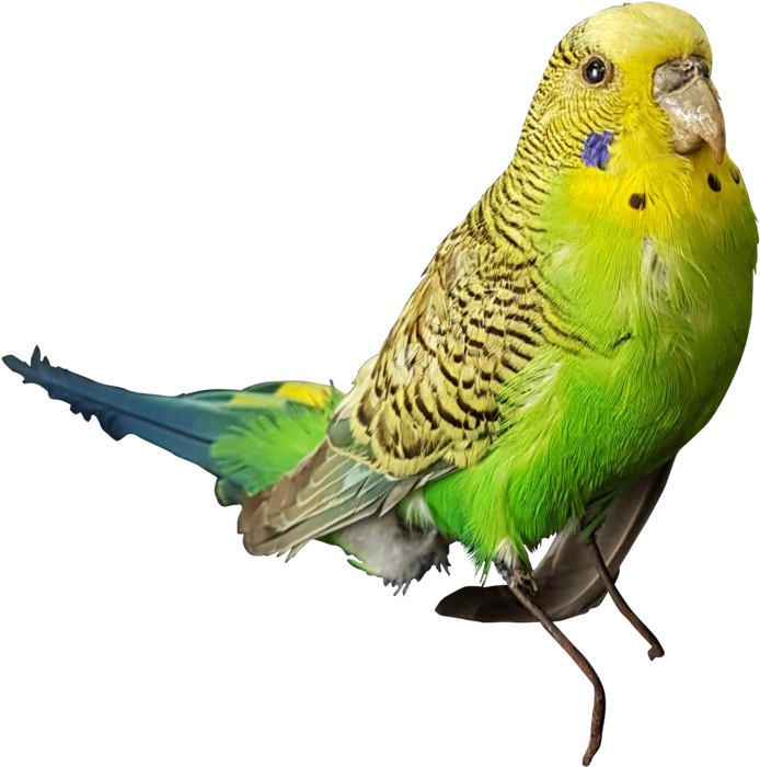 Detail Budgie Png Nomer 5