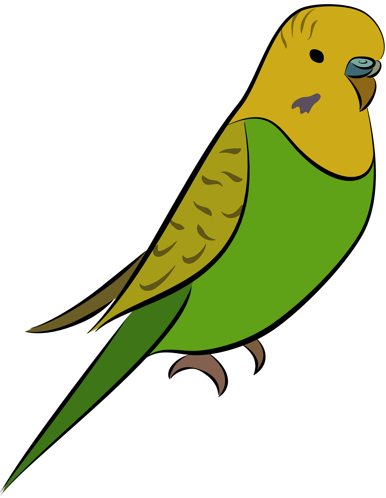 Download Budgie Png Nomer 6