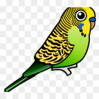 Detail Budgie Png Nomer 8