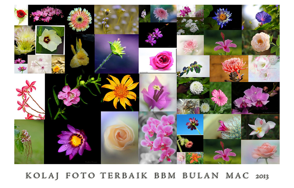 Detail Gambar Bbm Bunga Nomer 4