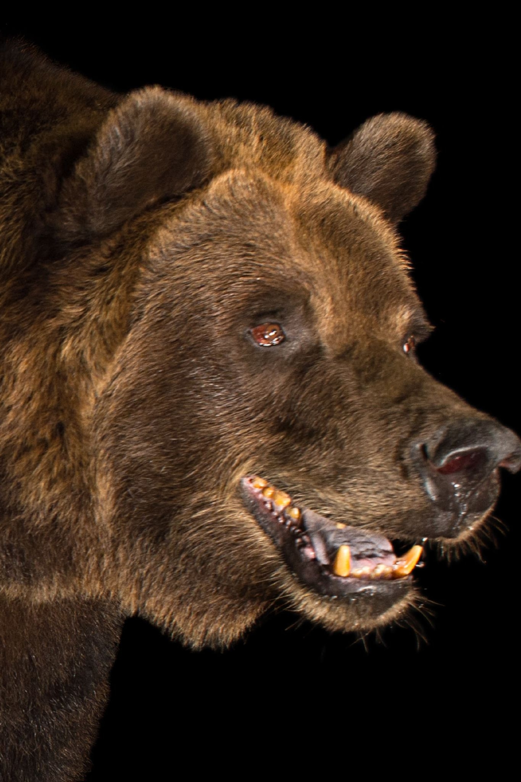 Detail Gambar Bear Nomer 17