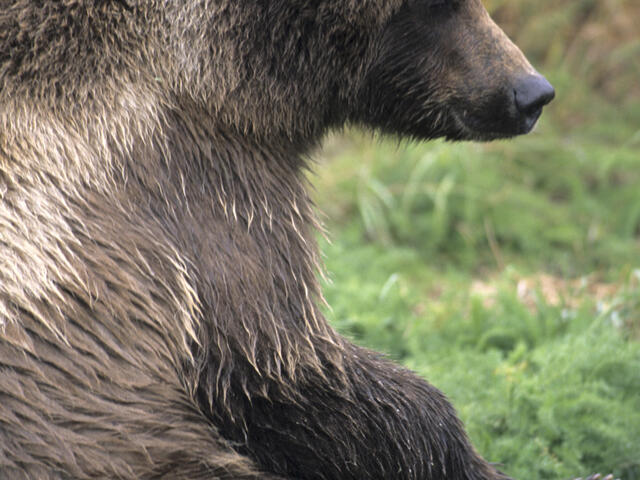 Detail Gambar Bear Nomer 32