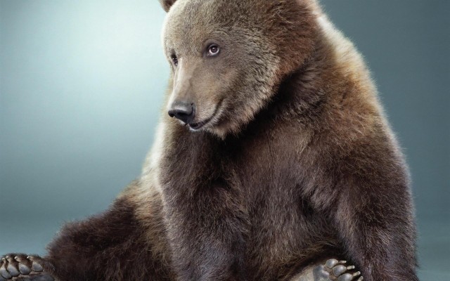 Detail Gambar Bear Lucu Nomer 54