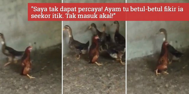 Detail Gambar Bebek Dan Ayam Nomer 31