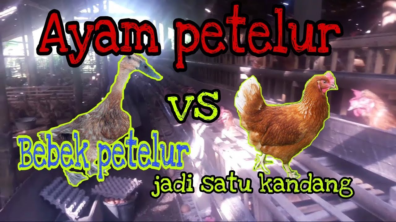 Detail Gambar Bebek Dan Ayam Nomer 56