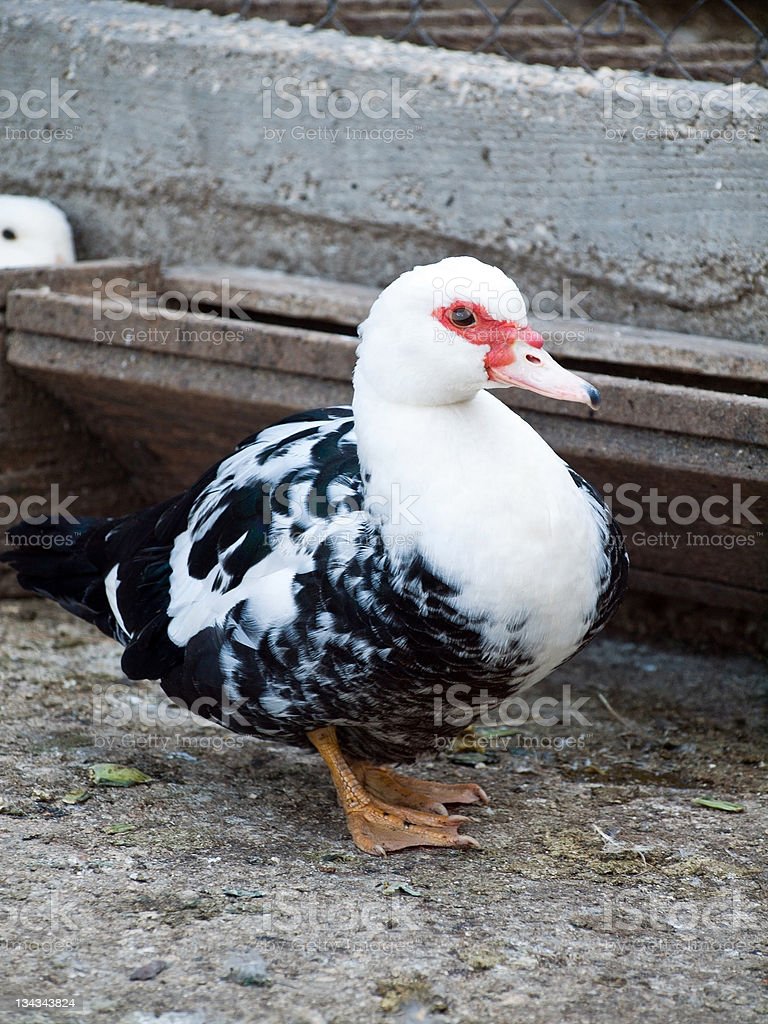 Detail Gambar Bebek Hitam Putih Nomer 52