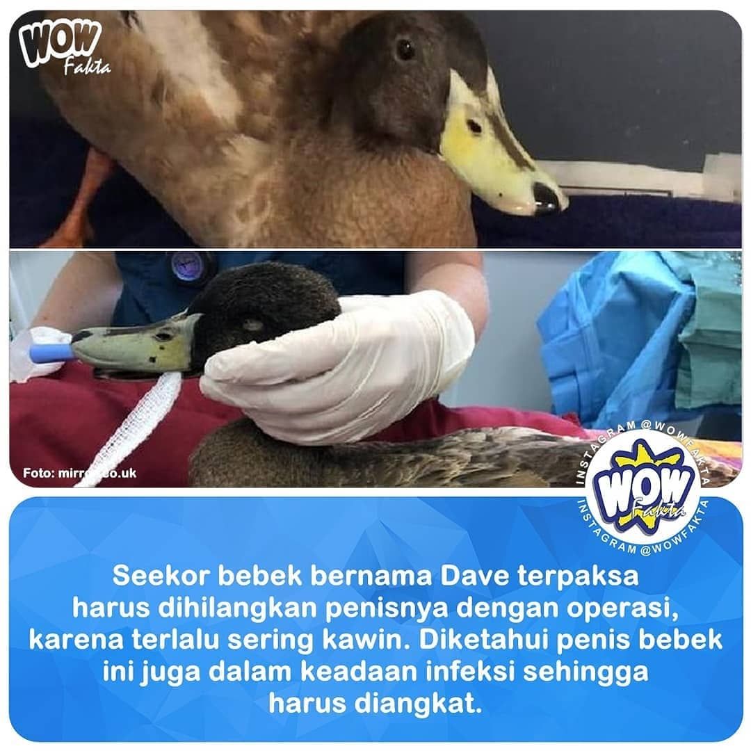 Detail Gambar Bebek Kawin Nomer 55