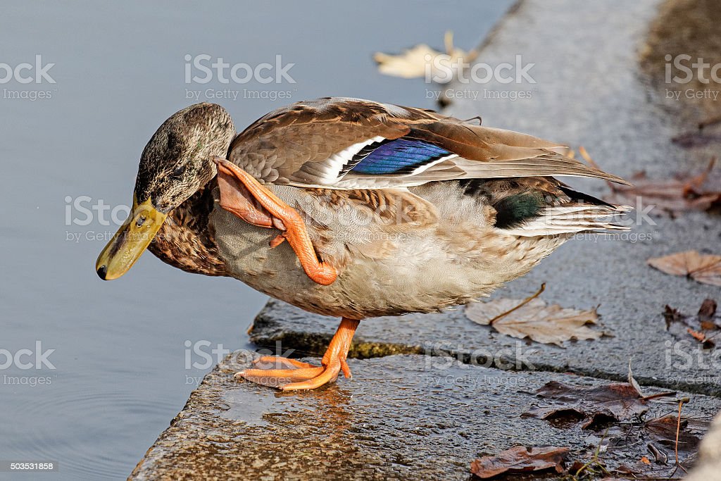 Detail Gambar Bebek Lucu Nomer 54