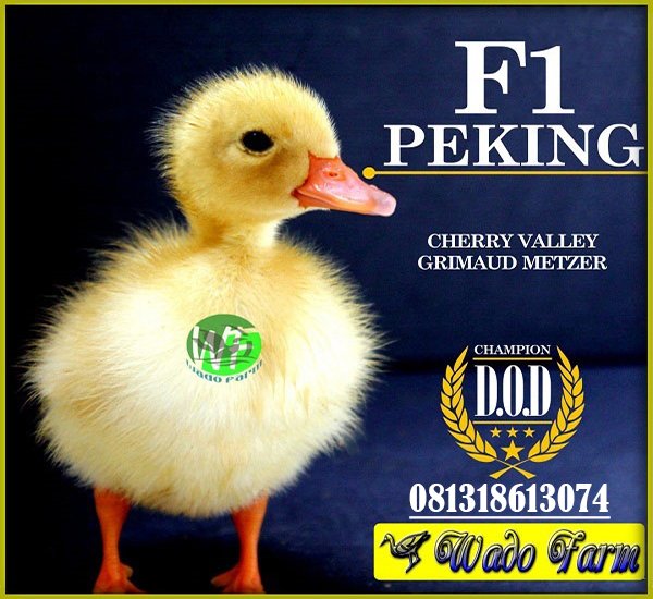 Detail Gambar Bebek Peking Nomer 43