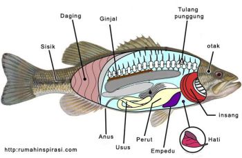 Gambar Bedah Ikan Mas - KibrisPDR