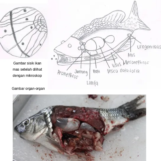 Detail Gambar Bedah Ikan Mas Nomer 12