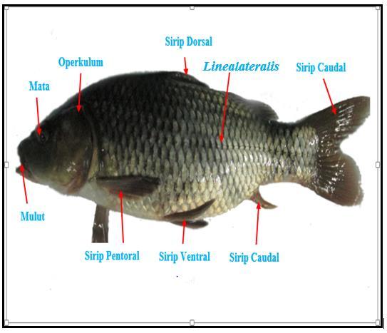 Detail Gambar Bedah Ikan Mas Nomer 14