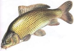 Detail Gambar Bedah Ikan Mas Nomer 17