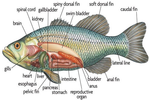 Detail Gambar Bedah Ikan Mas Nomer 18