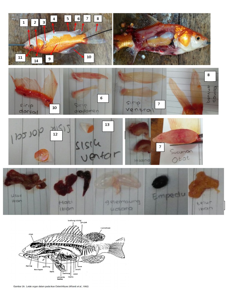 Detail Gambar Bedah Ikan Mas Nomer 45