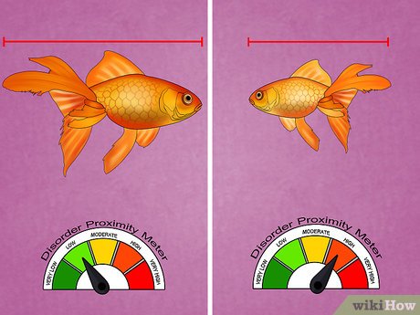 Detail Gambar Bedah Ikan Mas Nomer 46