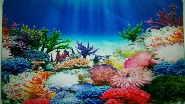 Detail Gambar Belakang Aquarium Nomer 2