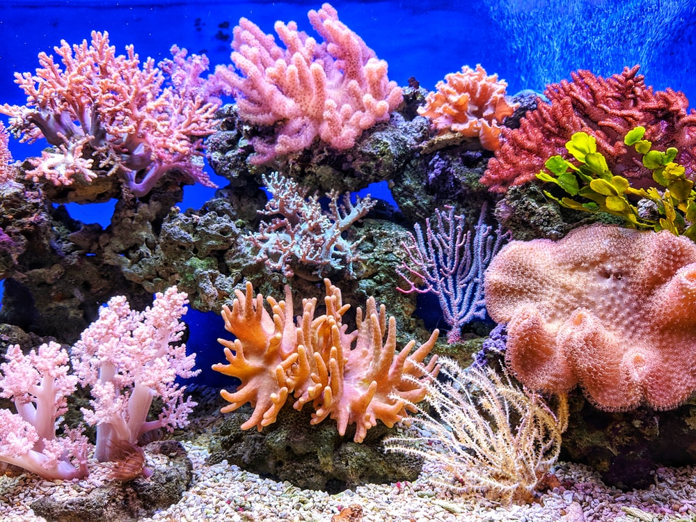 Detail Gambar Belakang Aquarium Nomer 13