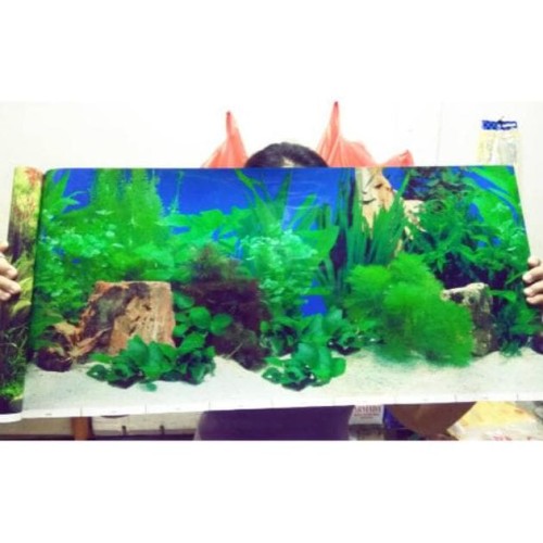 Detail Gambar Belakang Aquarium Nomer 36