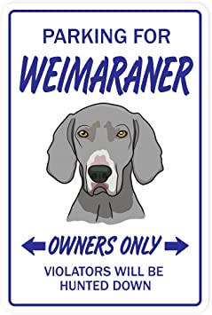 Detail Weimaraner Service Dog Nomer 9