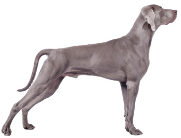 Detail Weimaraner Service Dog Nomer 10