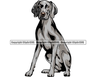 Detail Weimaraner Service Dog Nomer 11