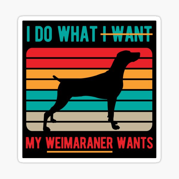 Detail Weimaraner Service Dog Nomer 12