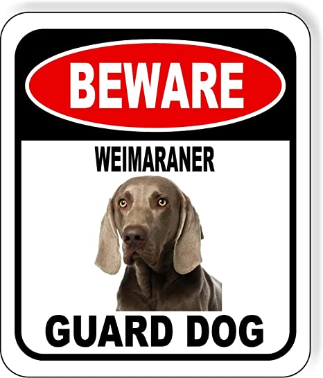 Detail Weimaraner Service Dog Nomer 2