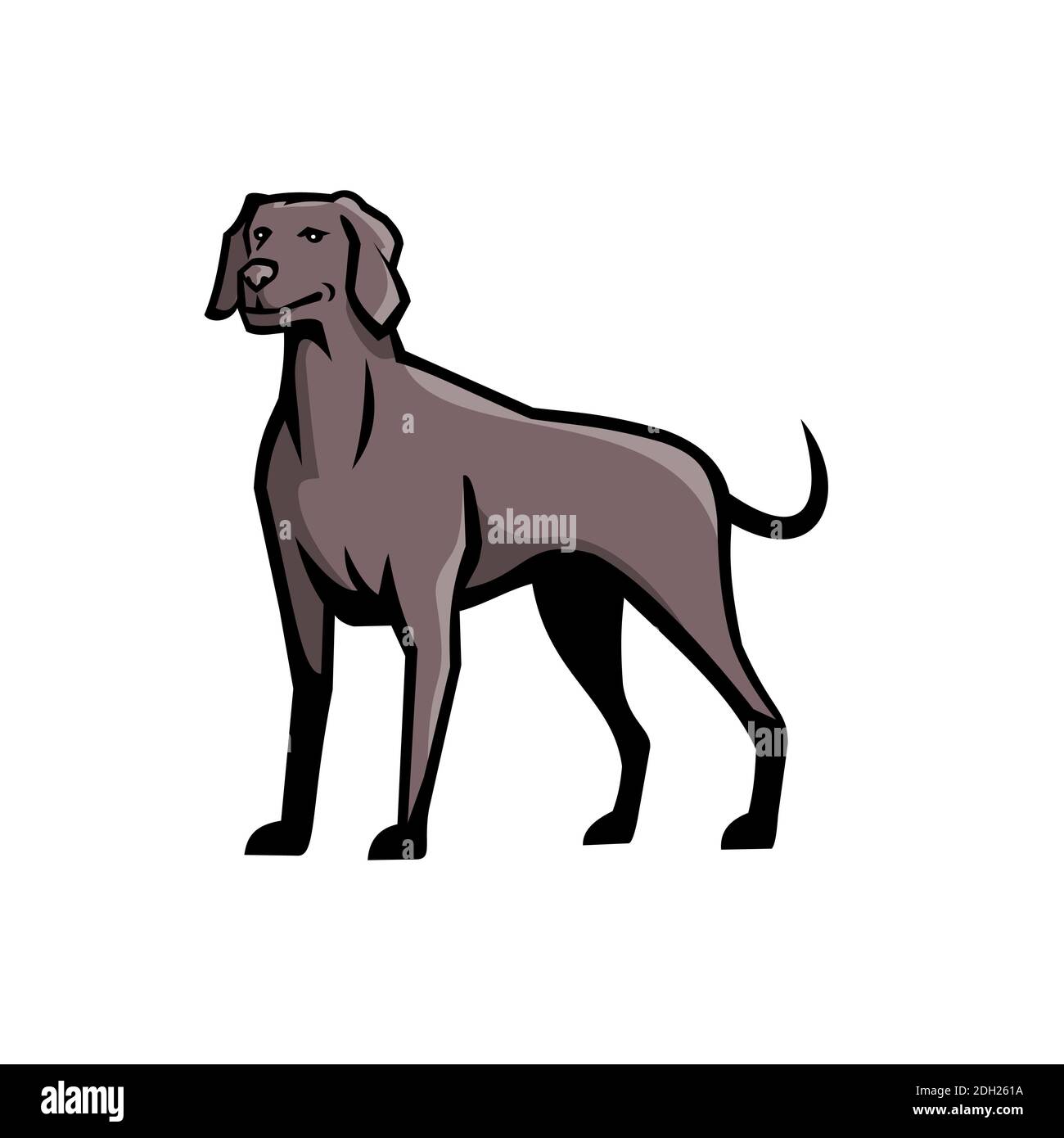 Detail Weimaraner Service Dog Nomer 17