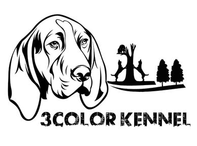 Detail Weimaraner Service Dog Nomer 21
