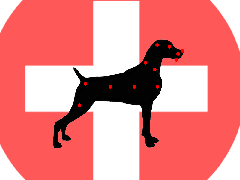 Detail Weimaraner Service Dog Nomer 6