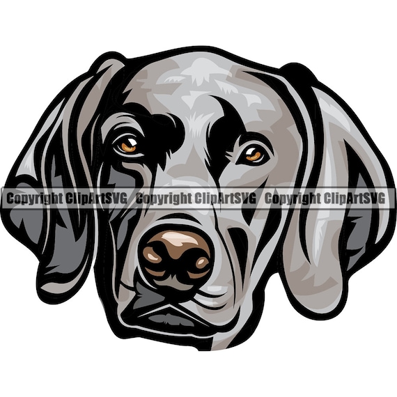 Detail Weimaraner Service Dog Nomer 7