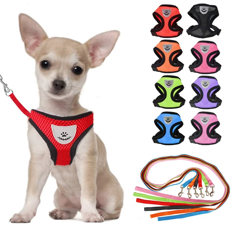 Detail Chihuahua Mops Nomer 11