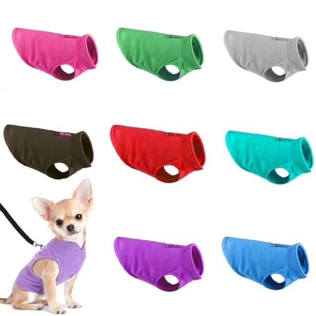 Detail Chihuahua Mops Nomer 6