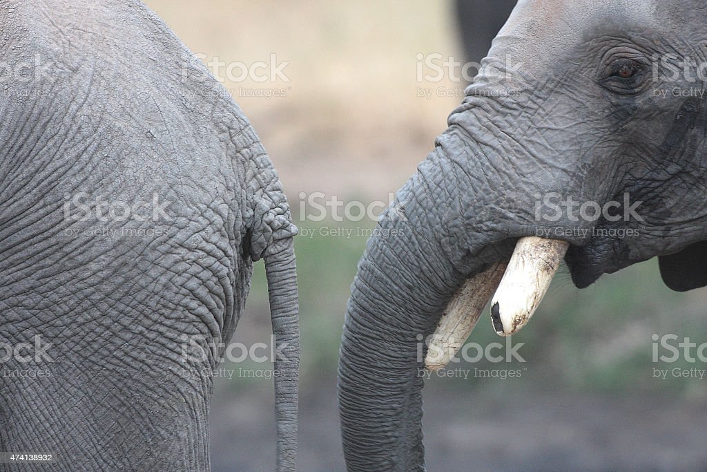 Detail Gambar Belalai Gajah Nomer 2