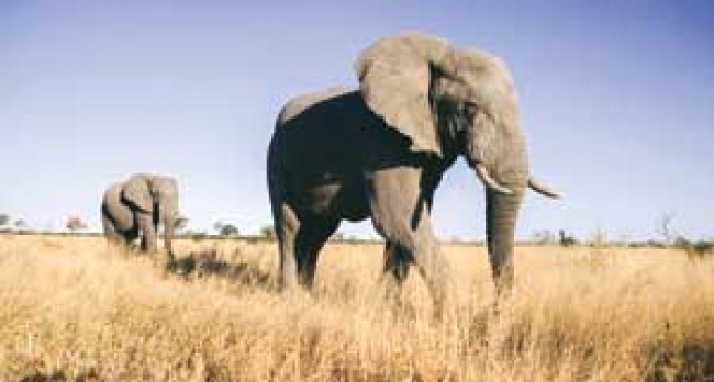 Detail Gambar Belalai Gajah Nomer 42