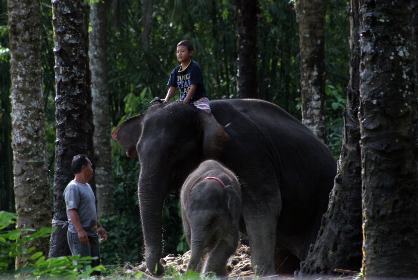 Detail Gambar Belalai Gajah Nomer 49