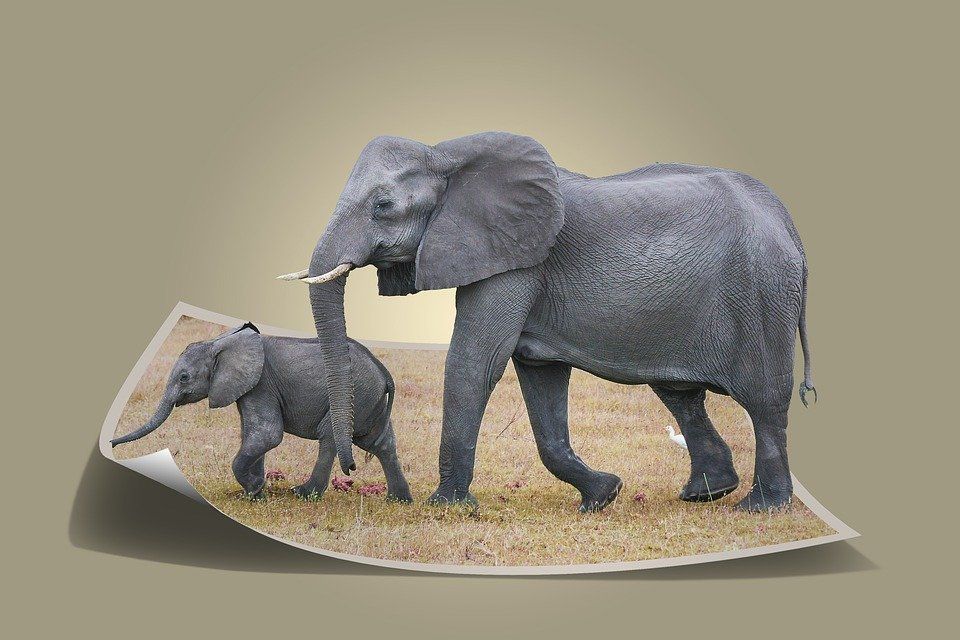 Detail Gambar Belalai Gajah Nomer 4