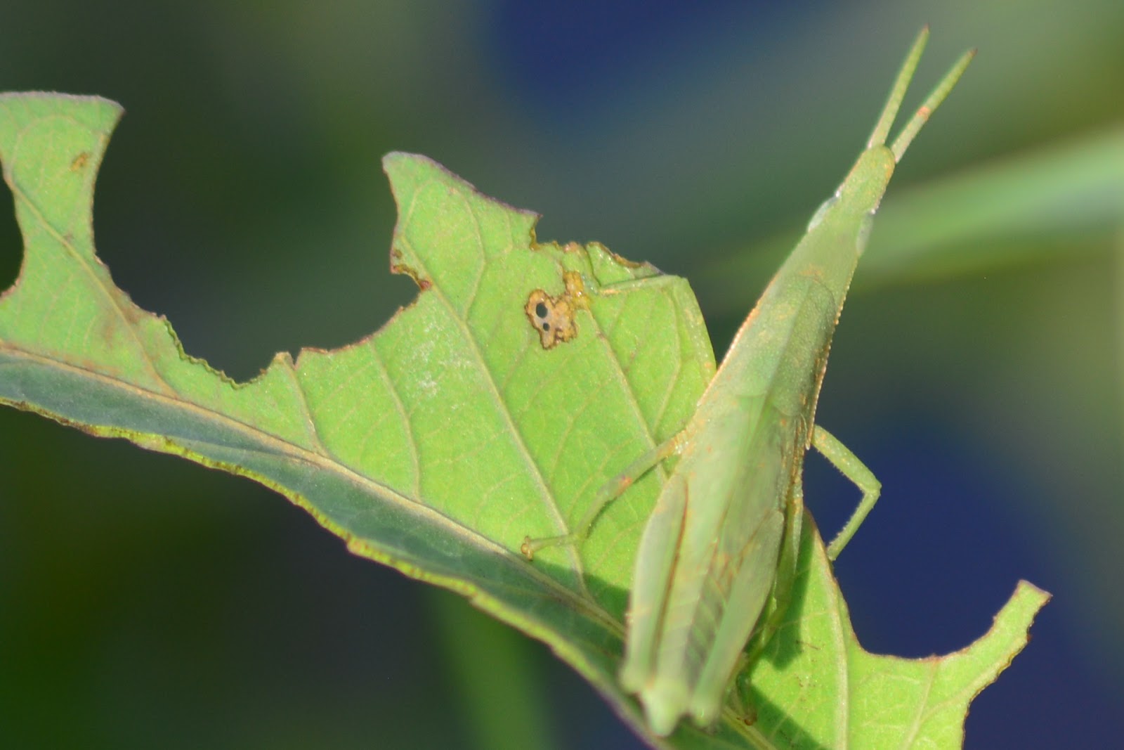 Detail Gambar Belalang Daun Nomer 24