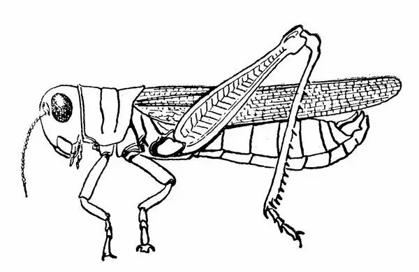 Detail Gambar Belalang Hitam Putih Nomer 49