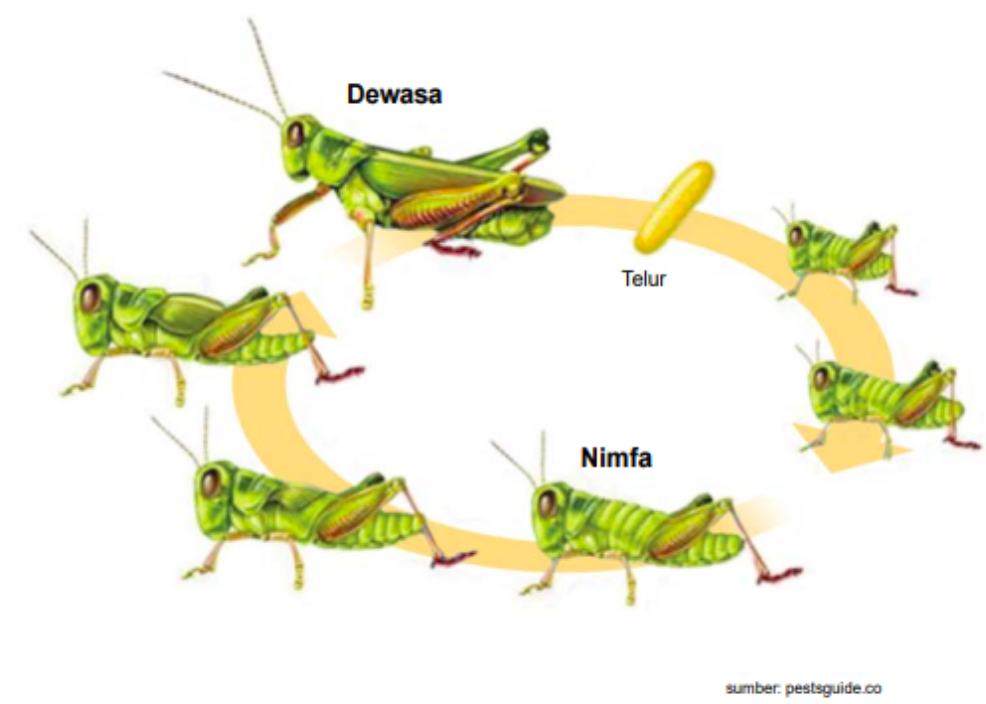Detail Gambar Belalang Hitam Putih Nomer 53