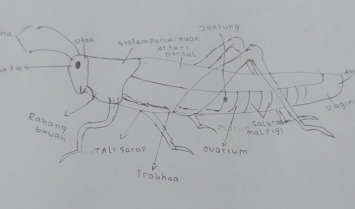 Detail Gambar Belalang Sketsa Nomer 53