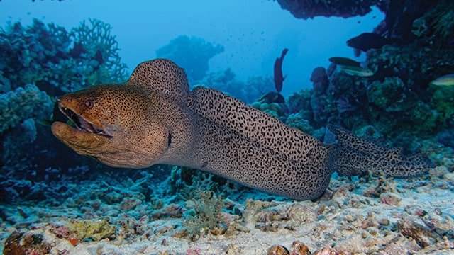 Gambar Belut Laut - KibrisPDR